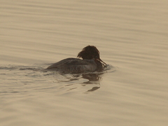 Mergus merganser