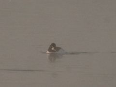Bucephala clangula