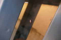 Disonycha bicarinata