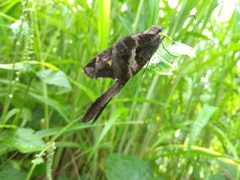 Chioides albofasciatus