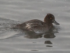 Aythya fuligula