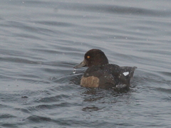 Aythya fuligula