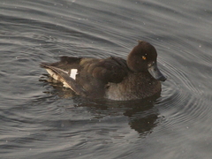 Aythya fuligula