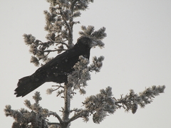 Corvus corone