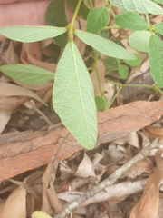 Desmodium rhytidophyllum