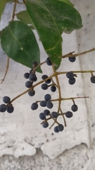 Ligustrum lucidum