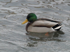 Anas platyrhynchos