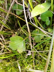 Ranunculus foliosus