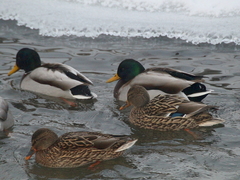Anas platyrhynchos
