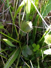 Ranunculus foliosus