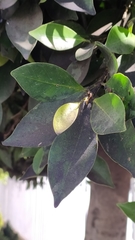 Ligustrum lucidum