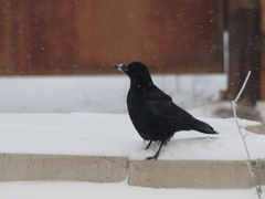 Corvus corone