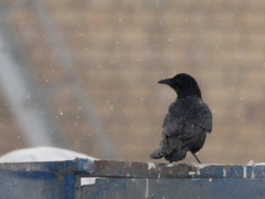 Corvus corone