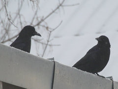 Corvus corone