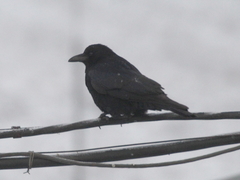 Corvus corone
