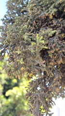 Cupressus lusitanica