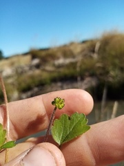 Ranunculus foliosus
