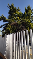Cupressus lusitanica