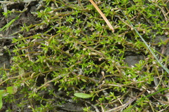 Crassula kirkii