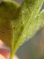 Ranunculus foliosus