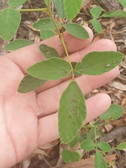 Desmodium rhytidophyllum