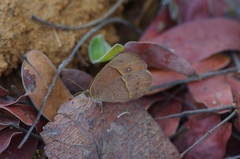 Brakefieldia perspicua