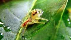 Thyene coccineovittata