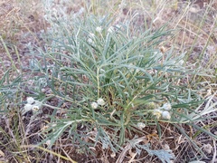 Potentilla verticillaris