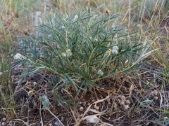 Potentilla verticillaris