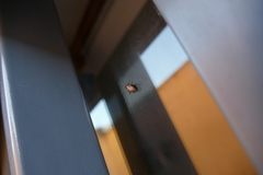 Disonycha bicarinata