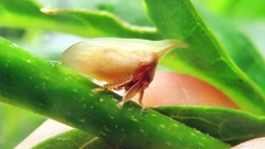 Enchenopa squamigera