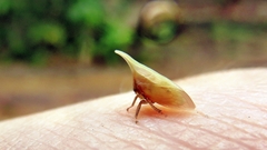 Enchenopa squamigera