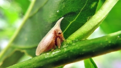 Enchenopa squamigera