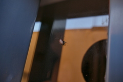 Disonycha bicarinata