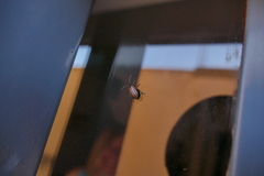 Disonycha bicarinata