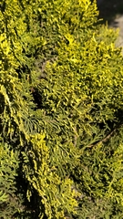 Platycladus orientalis