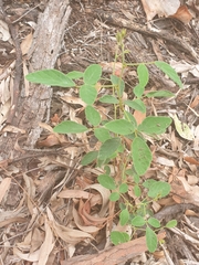 Desmodium rhytidophyllum