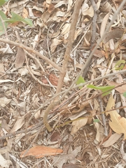 Desmodium rhytidophyllum