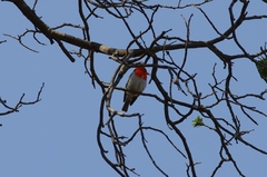 Anaplectes rubriceps