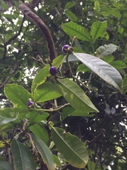 Psychotria laciniata