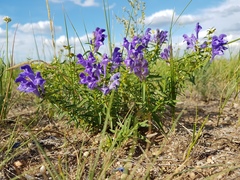 Scutellaria baicalensis