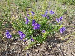 Scutellaria baicalensis
