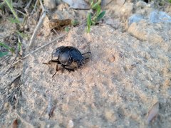 Lethrus apterus