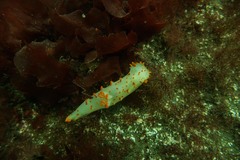 Triopha modesta
