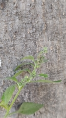 Chenopodium