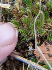 Selaginella peruviana