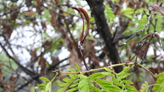 Albizia kalkora