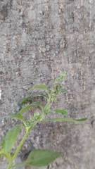 Chenopodium