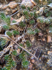 Selaginella peruviana