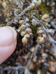 Selaginella peruviana
